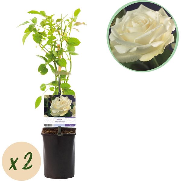 Rosa Rampicante - Rosa White Climber - Fiore Bianco - 2 Piante - Bassa Manutenzione - 11Cm - Altezza Circa 40Cm-image