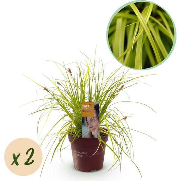 Greenboutiq - Erbe Ornamentali - Carex Oshimensis Everillo - Giallo - 2 Piante - Sempreverde - Bassa Manutenzione - Vaso 17Cm Altezza 50Cm-image