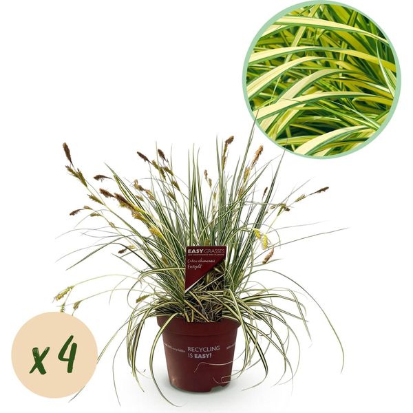 Greenboutiq - Erbe Ornamentali - Carex Oshimensis Evergold - Giallo E Verde - 4 Piante - Sempreverde - Bassa Manutenzione - Vaso 17Cm Altezza 50Cm-image