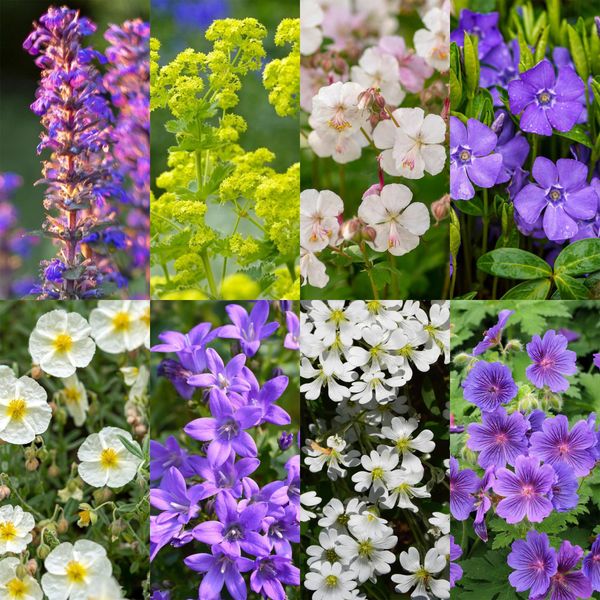 Set Di Piante Perenni – Coprisuolo – 24 Piante Perenni Per 3 M² – Piante Dai Fiori Colorati – Facili Da Curare – Inibiscono La Crescita Delle Erbacce – Per Luoghi Soleggiati – Ø 11 Cm-image