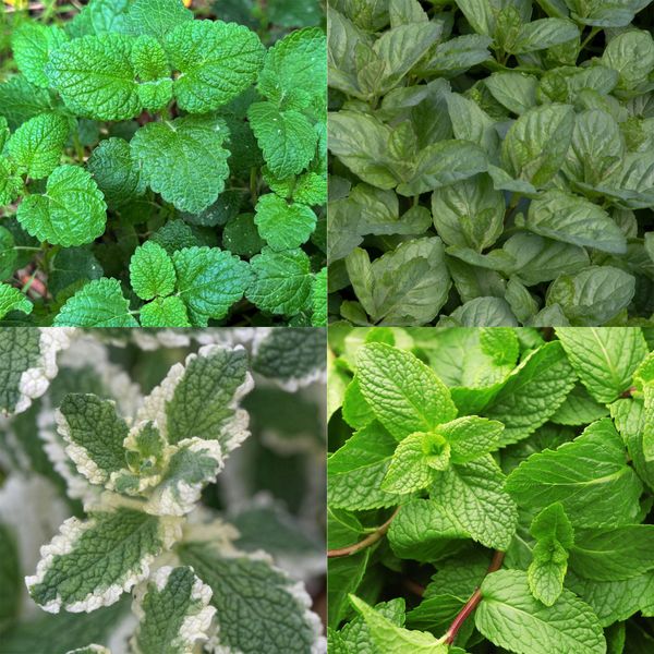 Set Di Piante Perenni "Erbe Aromatiche"" – 8 Piante Perenni Aromatiche Per Circa 1 M² – Per Preparare Tisane Fresche Con Le Erbe Del Proprio Giardino – Pacchetto Di Erbe Facili Da Curare – Ø 11 Cm"-image