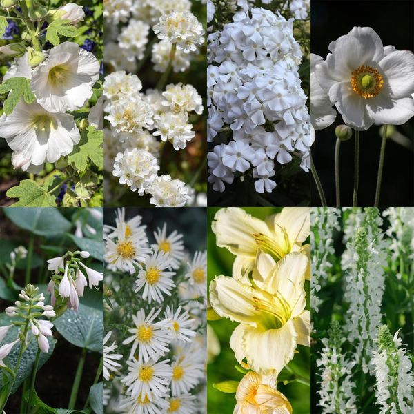 Set Di Piante Perenni – Bianco – 8 Piante Perenni A Fioritura Bianca – Per 1 M² Di Aiuola – Facili Da Curare – Elegante Tappeto Fiorito – Per Luoghi Soleggiati – Ø 11 Cm-image
