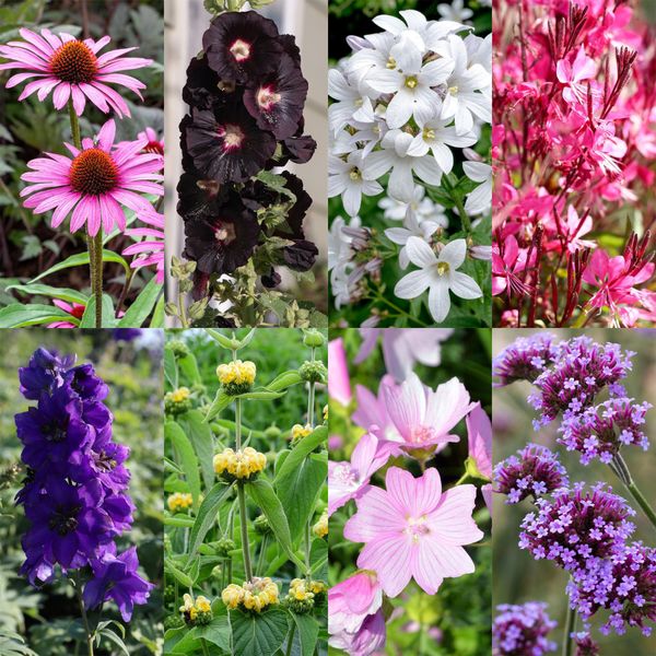 Set Di Piante Perenni Amiche Delle Api E Delle Farfalle – 24 Piante Perenni – Per 3 M² – Fioritura Colorata – Facile Manutenzione – Ø11 Cm – Giardino Biodiverso-image
