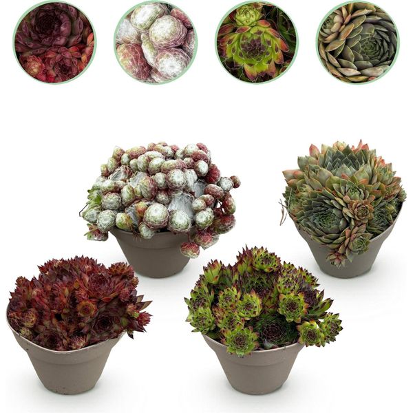 Tappeto Erboso Sempervivum Big Sam - 4 Piante - Resistente - Vari Colori - Aiuola Di Facile Manutenzione Per Aiuole, Giardini Rocciosi, Balconi E Terrazze - Ø14Cm H17Cm-image