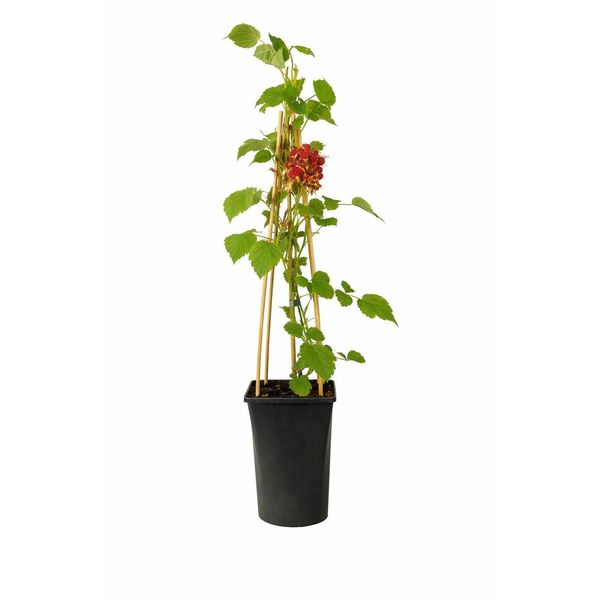 Bacca D'uva Giapponese Rubus Phoenicolasius 60-70 Cm Pianta Da Frutto Resistente In Vaso Rarità Cespuglio Di Bacche Frutti Dolci-image