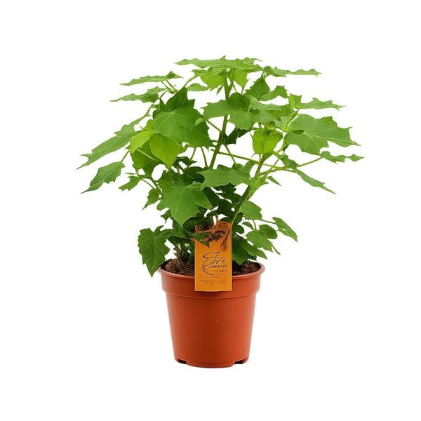Tiglio Da Interno 40 Cm - Sparmannia Africana - Pianta Verde Che Purifica L'aria - Facile Da Curare, Decorativa E Ideale Per Gli Spazi Abitativi | Pianta Da Appartamento Per Aria Fresca-image