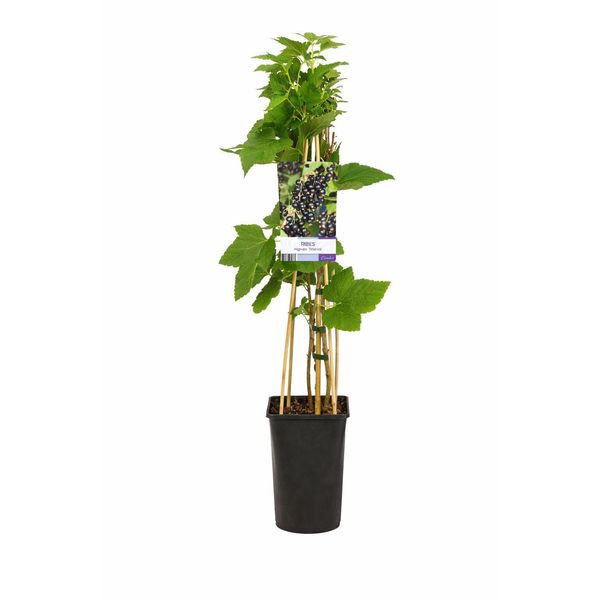 Ribes Nero Ribes Nigr. 'Titania' 60-70 Cm - Pianta Robusta Per Il Giardino E Il Balcone, Resistente, Ad Alto Rendimento, Ricca Di Bacche Di Vitamina C-image