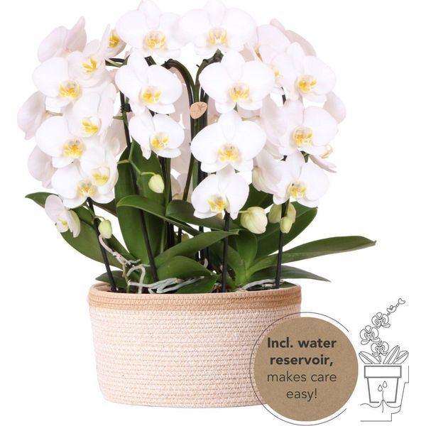 Kolibri Orchidee Bianche In Cesto Di Cotone Con Serbatoio D'acqua Tre Orchidee Bianche Ricurve Niagara Fall 12Cm Mono Bouquet Bianco Con Autoalimentatore-image