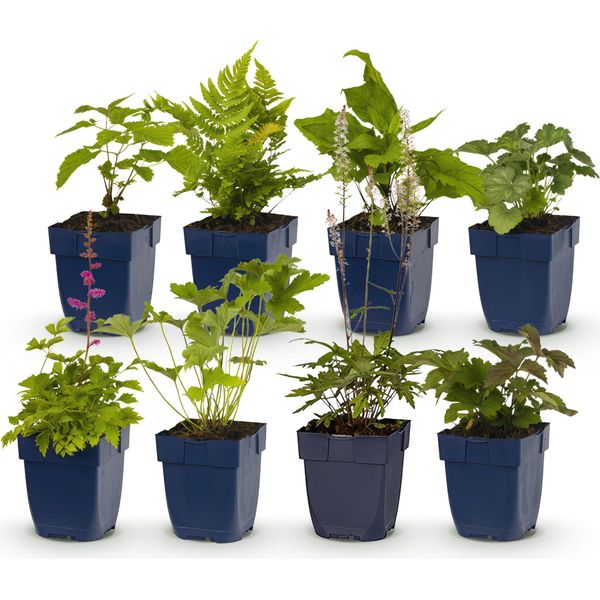 Set Di Piante Perenni – Ombra – 8 Piante Perenni Resistenti All'ombra – Per 1 M² Di Aiuola – Colori Diversi – Facili Da Curare – Ideali Per Zone Semiombreggiate E Ombreggiate – Ø 11 Cm-image