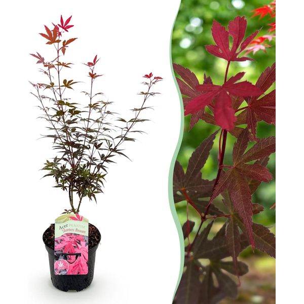Greenboutiq - Pianta Da Frutto - Pianta Di Banano - Musa Basjoo - Resistente - 4 Piante - Vaso 12Cm Altezza 30Cm-image