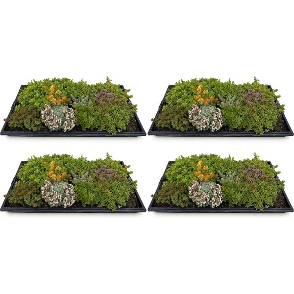 Tappeto Di Sedum - 4 Tappeti Vegetali - Piante Tappezzanti Resistenti Di 10 Varietà Di Sedum - Dimensioni 50X30 Cm - Facile Da Curare E Resistente Alle Intemperie - Per Aiuole, Tetti E Terrazze-image