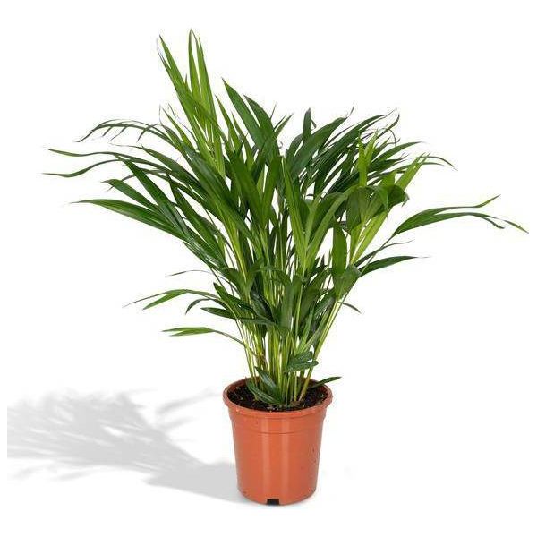 Palma Da Frutto Dorata Areca 60 Cm – Dypsis Lutescens Pianta Da Appartamento Ø17 Cm-image