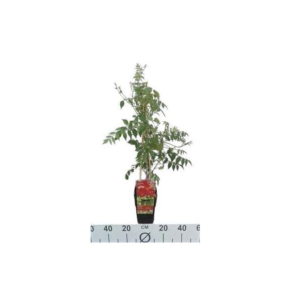Campsis Radicans - Fiore A Tromba 50-60 Cm | Vaso-image