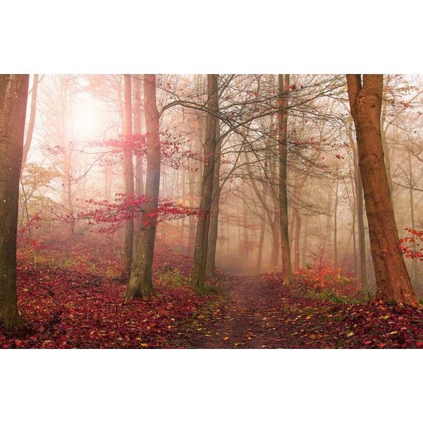 Fototapete Papermoon "Photo-Art Leif Londal, Waldszene Im November", Bunt, B:3,5M L:2,6M, Vlies, Tapeten-image