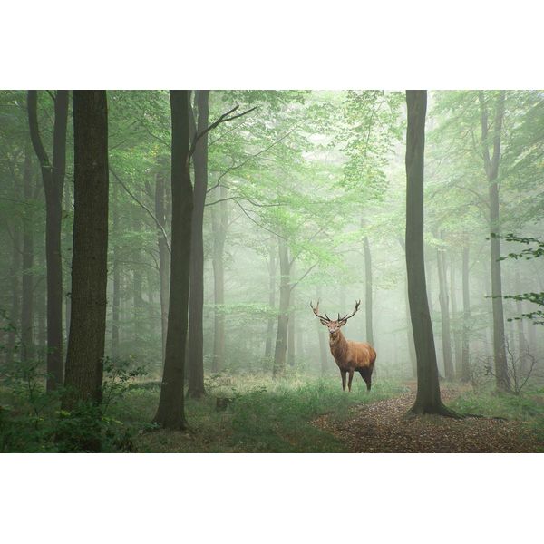 Fototapete Papermoon "Hirsch Im Wald", Bunt, B:5M L:2,8M, Vlies, Tapeten-image