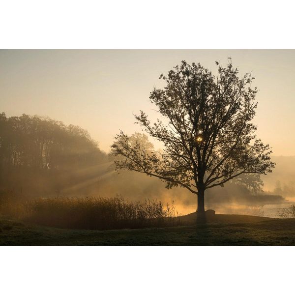 Fototapete Papermoon "Baum Im Feld", Bunt, B:4,5M L:2,8M, Vlies, Tapeten-image