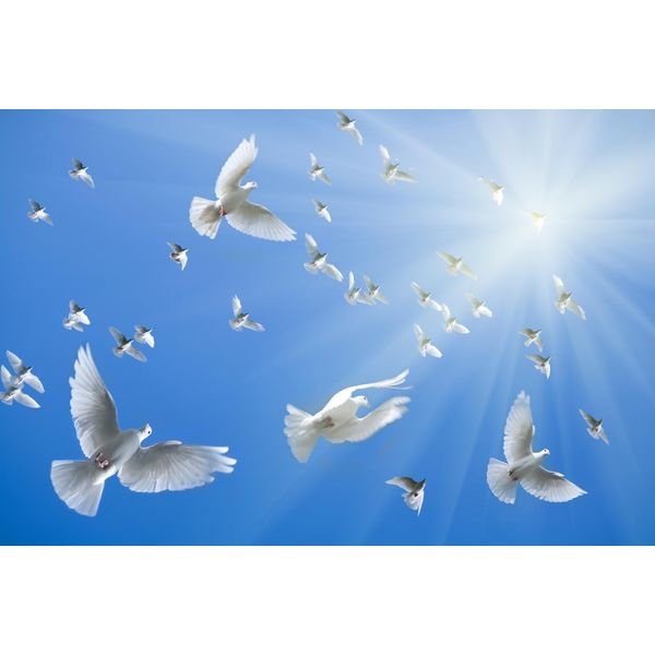 Fototapete Papermoon "White Doves", Bunt, B:5M L:2,8M, Vlies, Tapeten-image
