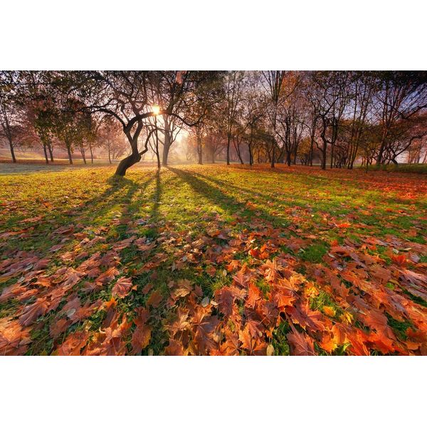 Fototapete Papermoon "Park", Bunt, B:5M L:2,8M, Vlies, Tapeten-image