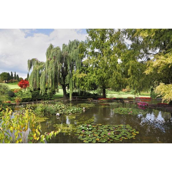 Fototapete papermoon "Teich Mit BäUmen", Bunt, B:4,5M L:2,8M, Vlies, Tapeten-image