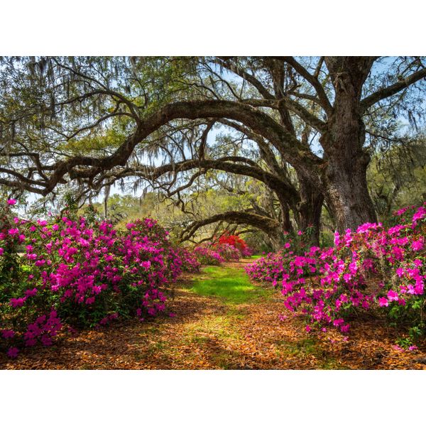 Fototapete Papermoon "Spring Flowers And Oaktrees", Bunt, B:5M L:2,8M, Vlies, Tapeten-image