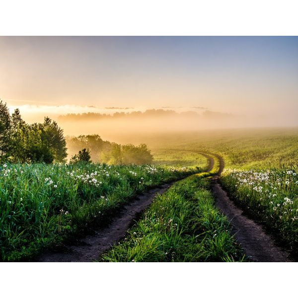 Fototapete Papermoon "Foggy Forest Path", Bunt, B:5M L:2,8M, Vlies, Tapeten-image