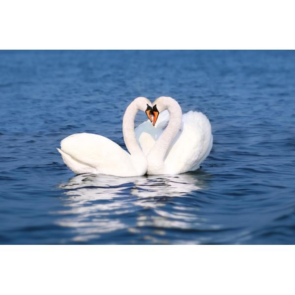 Fototapete Papermoon "Swan Love Couple", Bunt, B:5M L:2,8M, Vlies, Tapeten-image