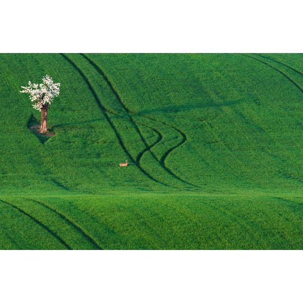 Fototapete papermoon "Feld Mit Baum", Bunt, B:4,5M L:2,8M, Vlies, Tapeten-image