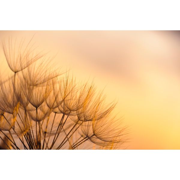Fototapete Papermoon "Dandelion Sunset", Bunt, B:3,5M L:2,6M, Vlies, Tapeten-image