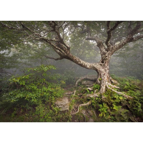 Fototapete Papermoon "Gruseliger Wald", Bunt, B:4M L:2,6M, Vlies, Tapeten-image