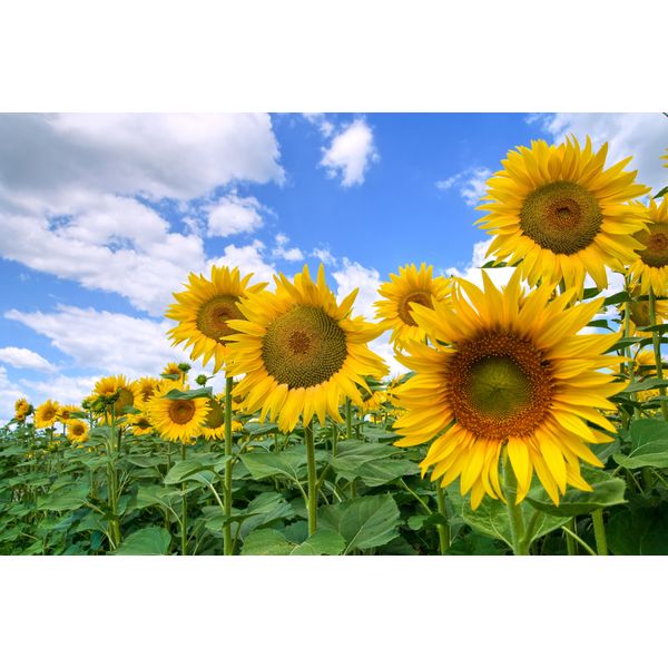 Fototapete Papermoon "Sunflower Field", Bunt, B:5M L:2,8M, Vlies, Tapeten-image