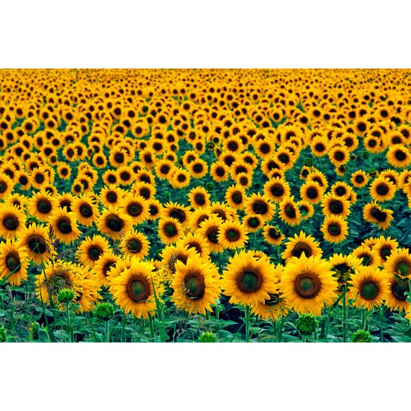 Fototapete Papermoon "Field Of Sunflowers", Bunt, B:3,5M L:2,6M, Vlies, Tapeten-image
