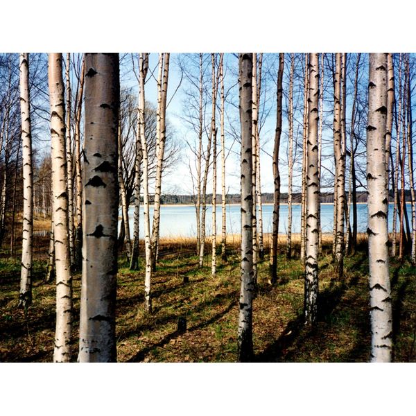 Fototapete Papermoon "Finnish Forest Of Birch Trees", Bunt, B:4M L:2,6M, Vlies, Tapeten-image