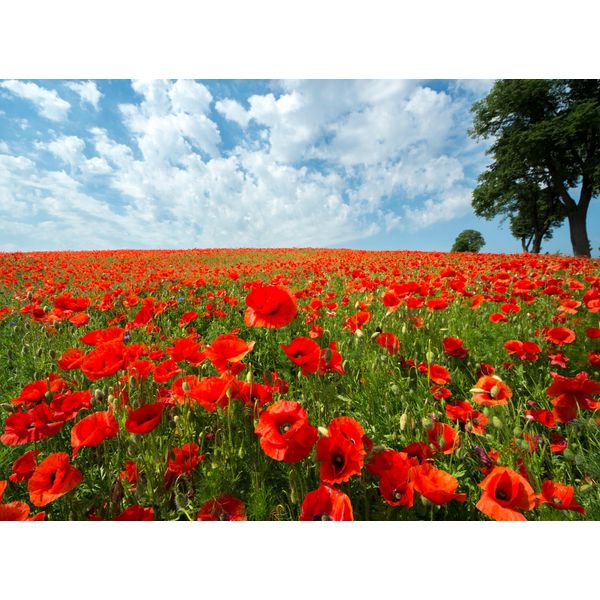 Fototapete Papermoon "Red Poppy Field", Bunt, B:5M L:2,8M, Vlies, Tapeten-image
