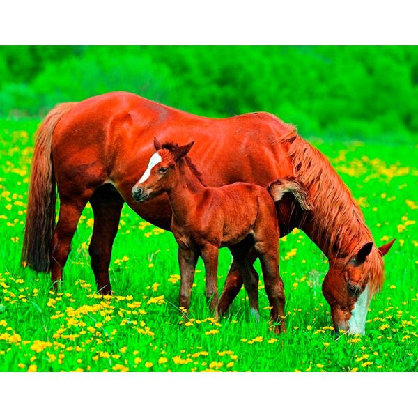 Fototapete Papermoon "Horses", Bunt, B:5M L:2,8M, Vlies, Tapeten-image