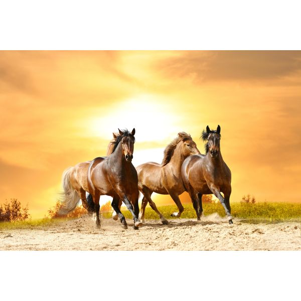Fototapete Papermoon "Horses Run In Sunset", Bunt, B:5M L:2,8M, Vlies, Tapeten-image