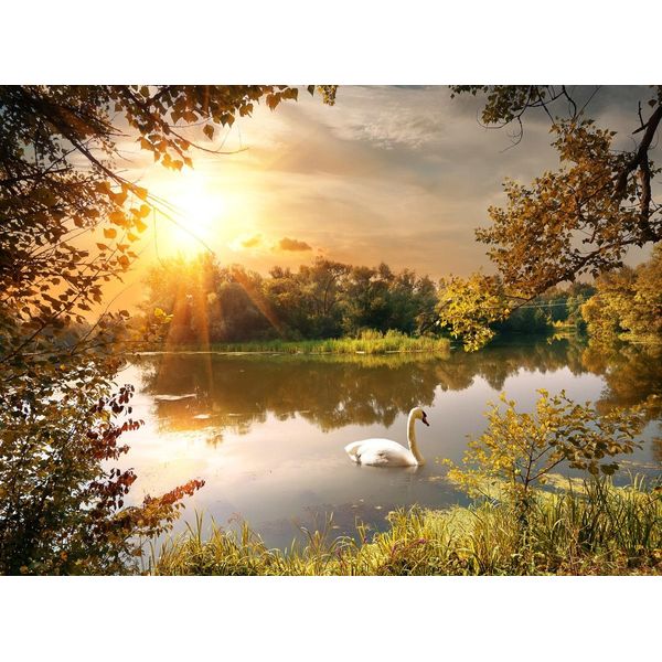 Fototapete Papermoon "Schwan Am Teich", Bunt, B:4,5M L:2,8M, Vlies, Tapeten-image
