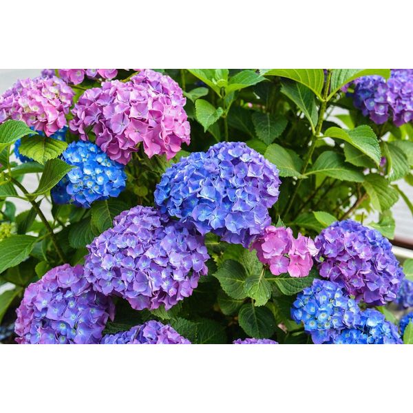 Fototapete Papermoon "Blumen", Bunt, B:5M L:2,8M, Vlies, Tapeten-image