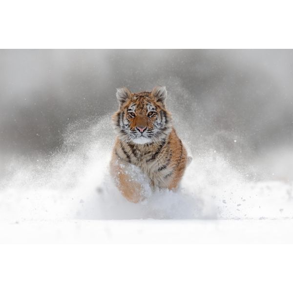 Fototapete Papermoon "Siberian Tiger", Bunt, B:5M L:2,8M, Vlies, Tapeten-image