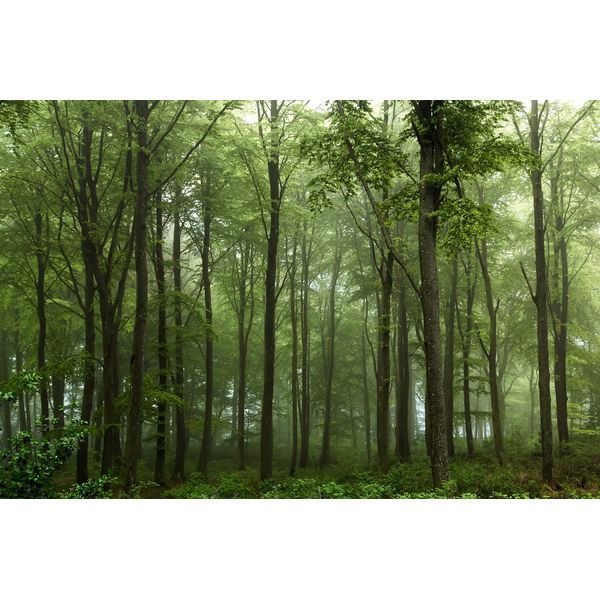 Fototapete Papermoon "Photo-Art Leif Londal, Wald", Bunt, B:5M L:2,8M, Vlies, Tapeten-image