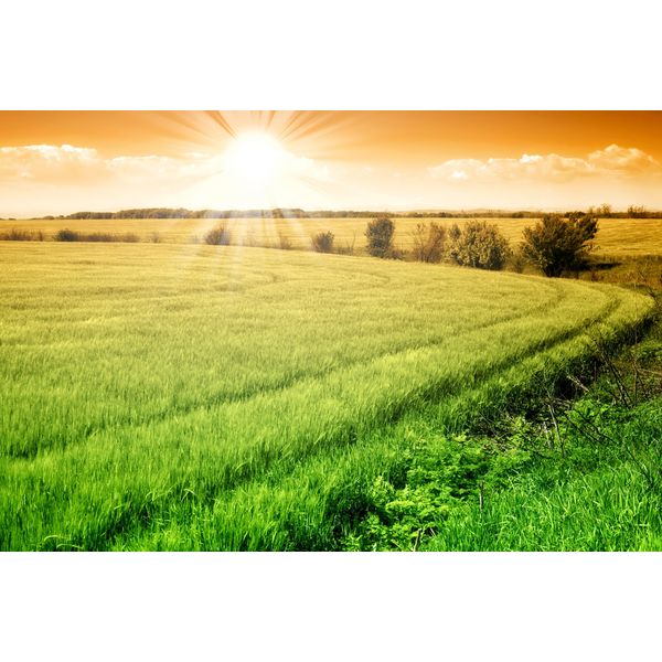 Fototapete Papermoon "Field Of Fresh Grain", Bunt, B:4M L:2,6M, Vlies, Tapeten-image