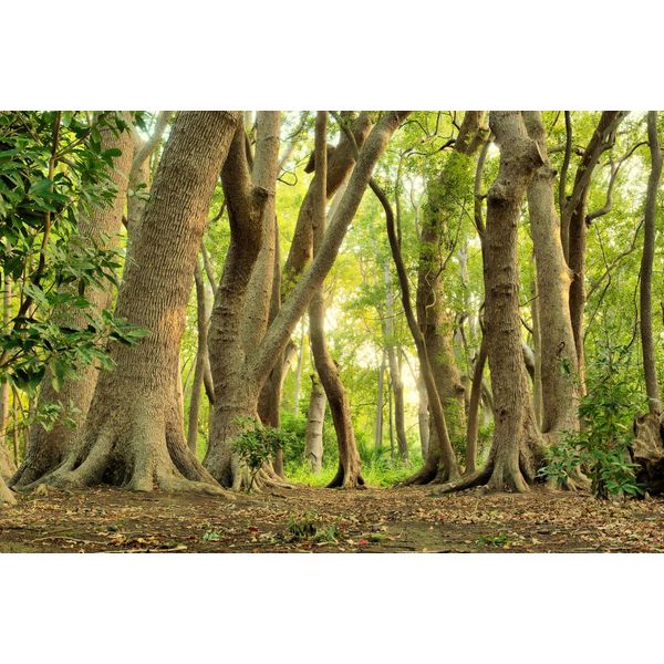 Fototapete Papermoon "Magischer WALD-BAUM Farne Dschungel Sonne Weg Pflanze", Bunt, B:5M L:2,8M, Vlies, Tapeten-image
