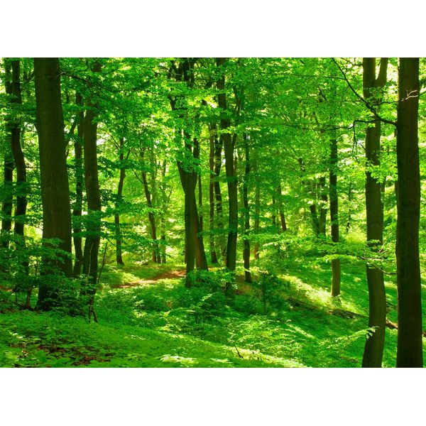 Fototapete Papermoon "Forest In Spring", Bunt, B:5M L:2,8M, Vlies, Tapeten-image