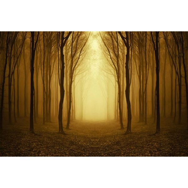 Fototapete Papermoon "Nebliger Waldweg", Bunt, B:3,5M L:2,6M, Vlies, Tapeten-image