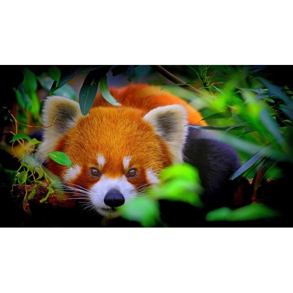 Fototapete Papermoon "Rotes Panda-PorträT", Bunt, B:4,5M L:2,8M, Vlies, Tapeten-image