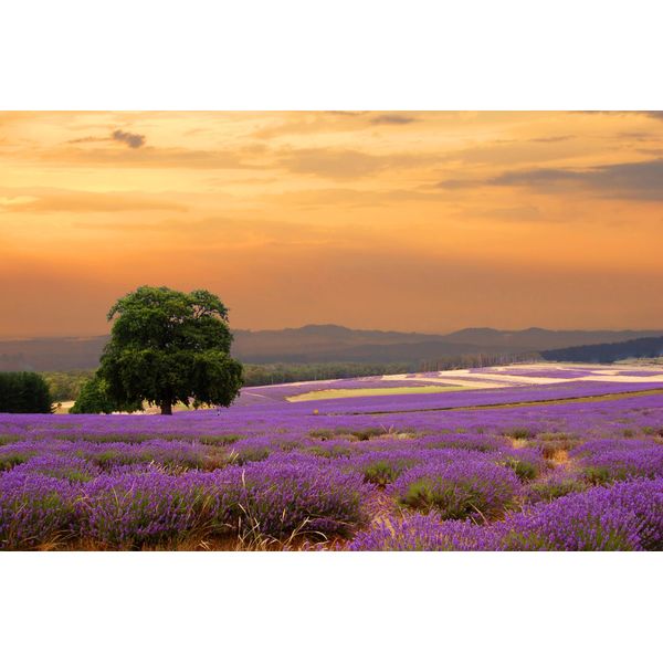 Fototapete Papermoon "Lavender Field", Bunt, B:3,5M L:2,6M, Vlies, Tapeten-image