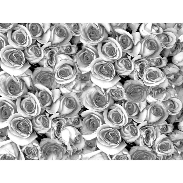 Fototapete Papermoon "Graue Rosen", Bunt, B:3,5M L:2,6M, Vlies, Tapeten-image