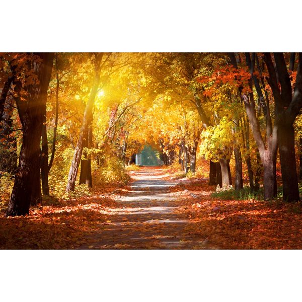 Fototapete Papermoon "Alley In The Autumn Park", Bunt, B:5M L:2,8M, Vlies, Tapeten-image