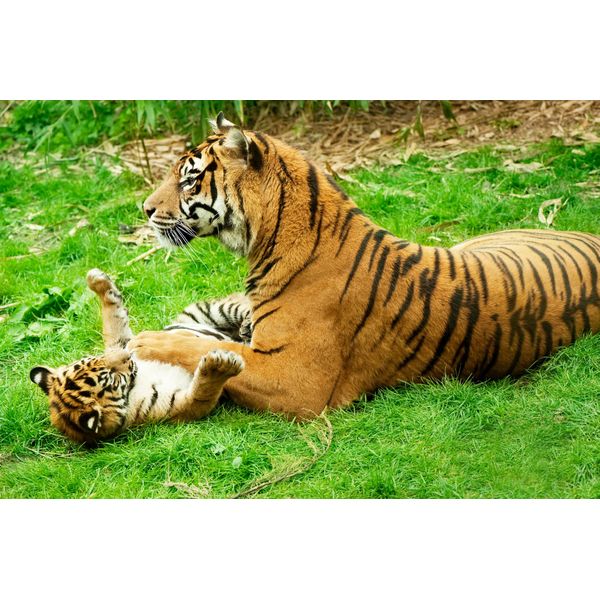 Fototapete Papermoon "Tiger With Baby", Bunt, B:5M L:2,8M, Vlies, Tapeten-image