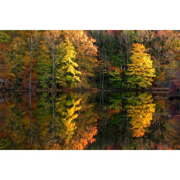 Fototapete Papermoon "See Im Wald", Bunt, B:4,5M L:2,8M, Vlies, Tapeten-image