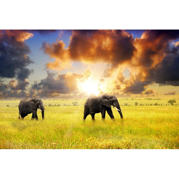 Fototapete Papermoon "African Elephants", Bunt, B:3,5M L:2,6M, Vlies, Tapeten-image